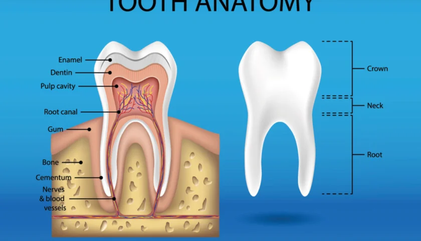 tooth